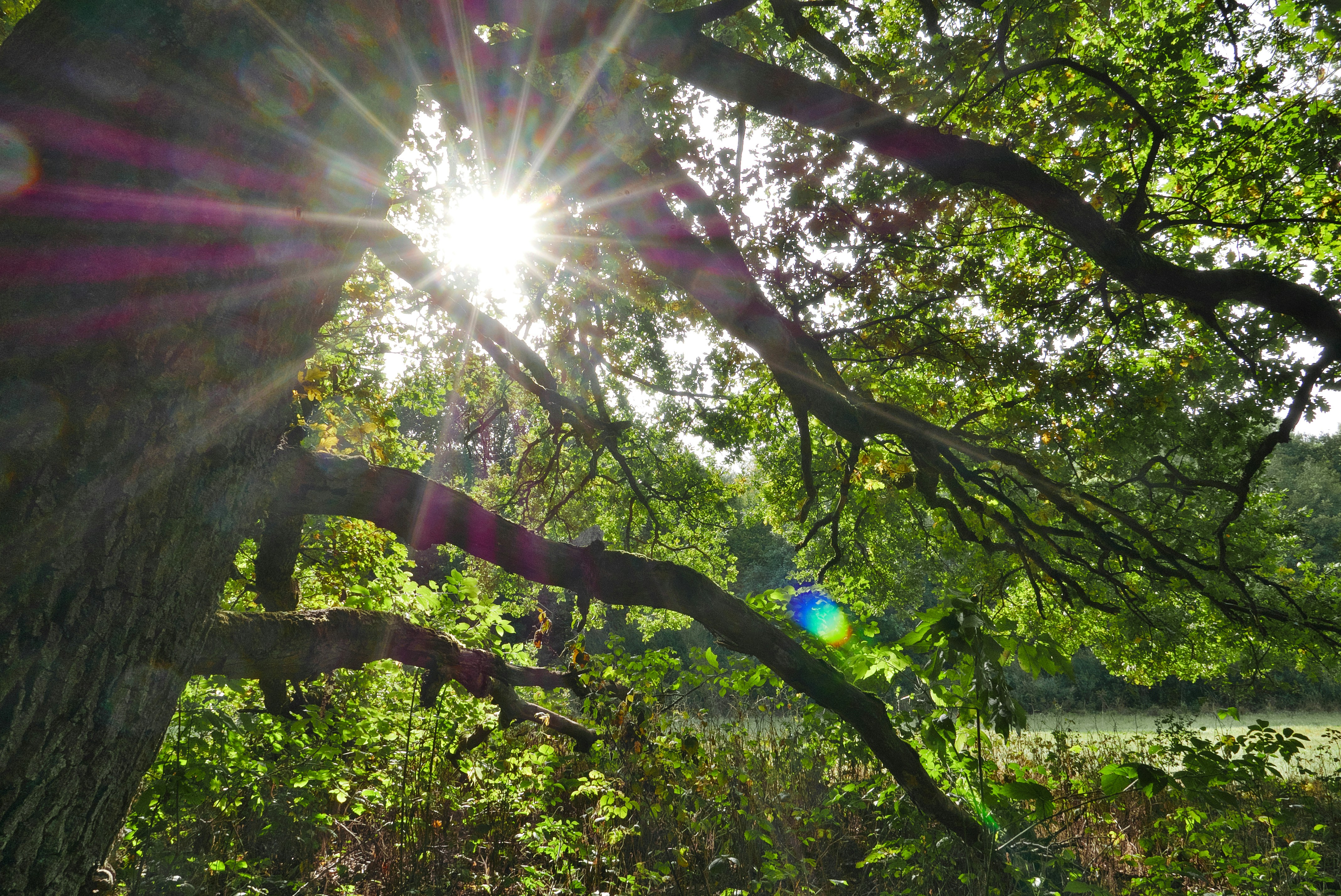 Causation Over Use: What the GHG Protocol and SBTi Revisions Must Get Right